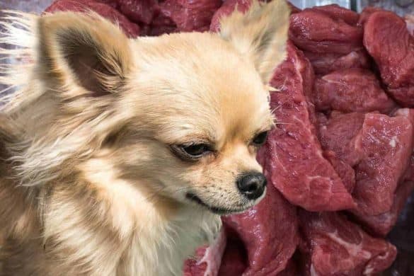 barfen barf ernährung hund biologisch artgerechtes rohfleisch futter