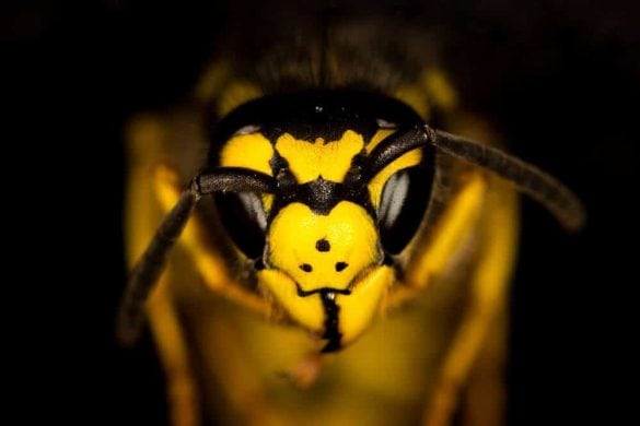 was tun wenn bienen wespen hunde stechen stich gestochen wasp