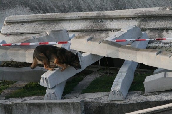 23. IRO Rettungshunde Weltmeisterschaft 2017