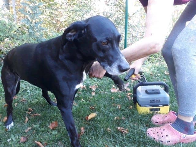 Kärcher im Test Mobile Outdoor Cleaner Hund Hundedusche