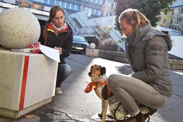 Wer den Freiwilligen Hundeführschein in Wien besteht, spart sich die Hundesteuer. Foto: VIER PFOTEN