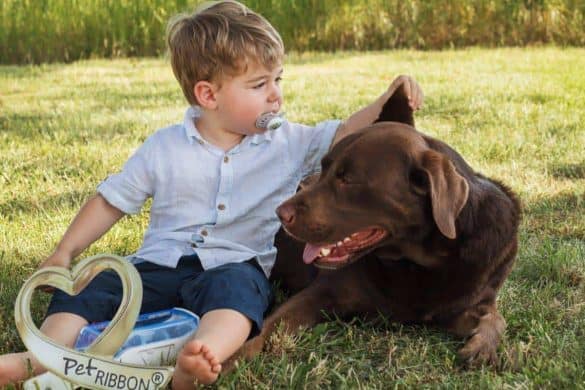 Labrador Tyson wird zum Diabetikerwarnhund für zweijährigen Michael
