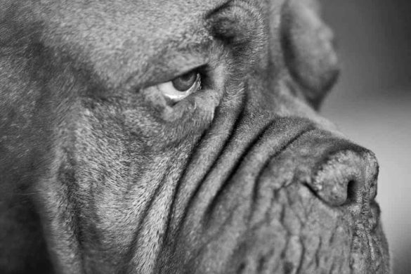 arthrose beim hund behandlung schmerzen tierarzt vorsorge gelenke