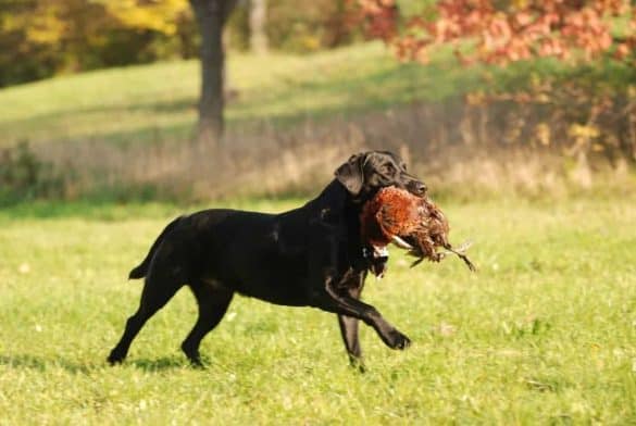 Jagdhunde infizieren sich häufiger mit Tularämie-Erregern als gedacht.