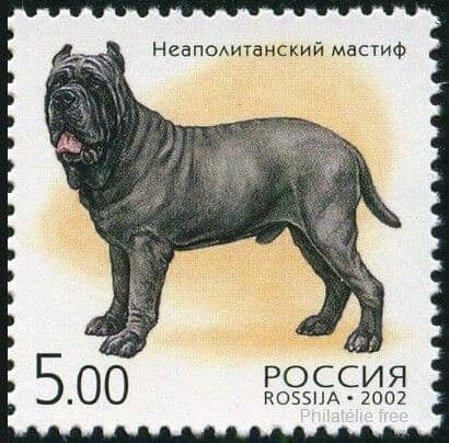 mastino napoletano neapolitanischer mastiff briefmarke russland hund rasse