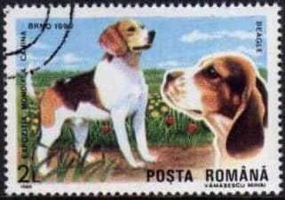 die briefmarke aus rumänien erschien 1990 und zeigt einen beagle stehend und einen beaglewelpen im seitenprofil, beide dreifarbig