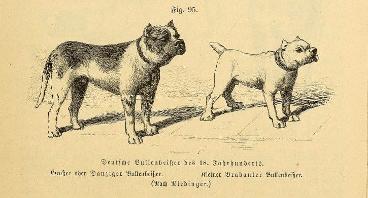 Danziger Brabanter Bullenbeißer Beckmann hunde rasse geschichte Deutscher Boxer Hund