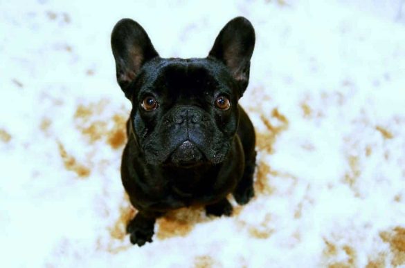 französische bulldogge schwarz welpe jung young puppy black