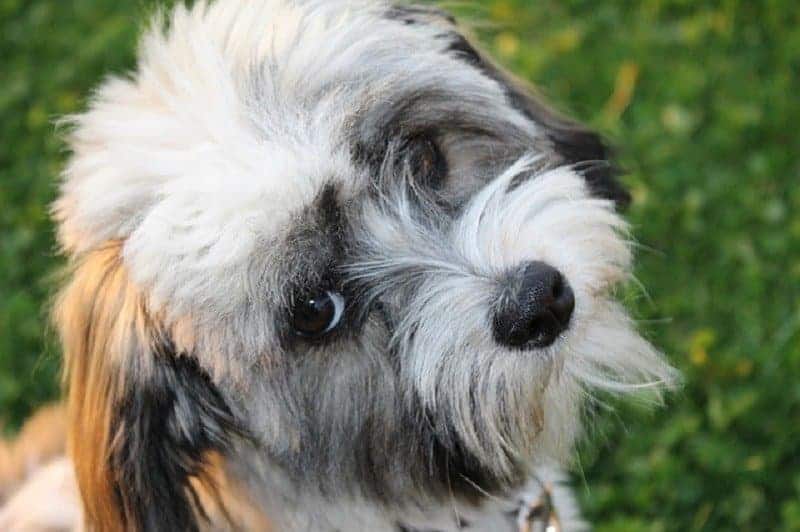 Havaneser Hund Rasse Aussehen Bichon Havanais Havanese kleiner Hund Gesellschaftshund Blick
