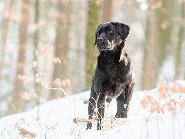 Labrador Retriever schwarz im Schnee