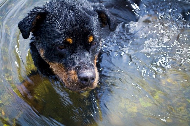 Rottweiler im Wasser Hunderasse Aussehen Charakter Beschreibung Wesen Listenhunde Porträt Hund