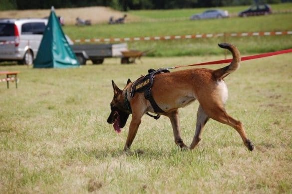 Meisterschaft für Rettungshunde international leipheim malinois belgischer schäferhund
