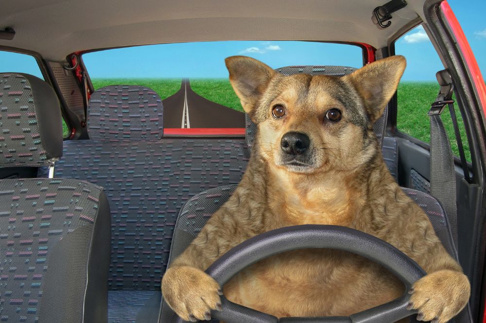 Praxis-Tipp: Hund & Auto