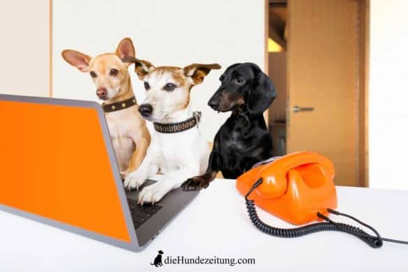 Jobs die Hundezeitung, drei Hunde schauen in einen Laptop, neben sich ein oranges Telefon. /Foto: Canva/Die Hundezeitung