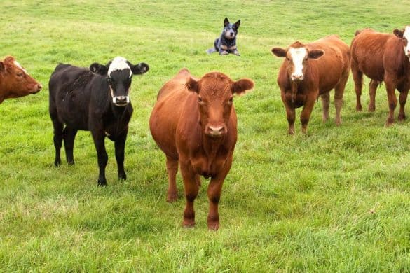 Immer wieder häufen sich Meldungen über Attacken von Rindern auf Wanderer.
