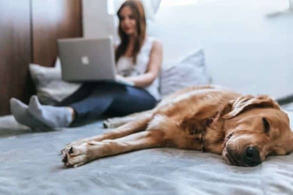 Dogblogs Instadogs Social Media Hund Instagram Facebook Golden Retriever