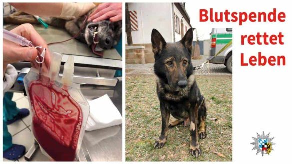 Nürnberger Polizeihund durch Blutspende gerettet