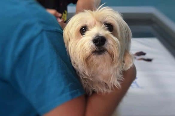 kastration huendin risiko vorteile tierarzt maltester hund operation medizin