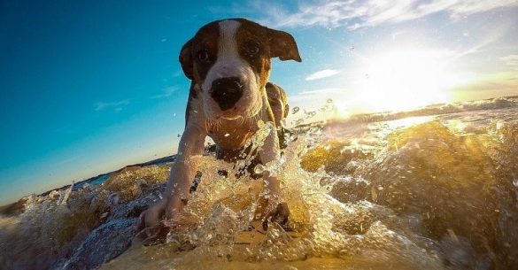 Stressfreies Reisen im Urlaub mit Hund