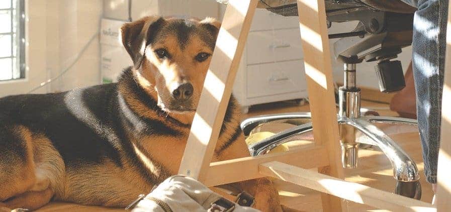 Hund im Büro sorgt für gute Stimmung