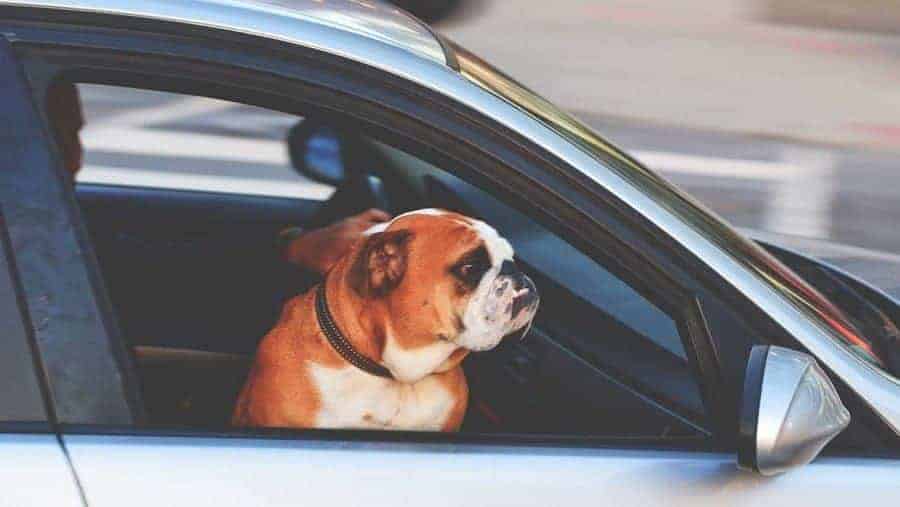 Gurt, Box oder Beifahrersitz?: So transportiert man Hunde sicher im Auto -  Region & Land - Schwarzwälder Bote