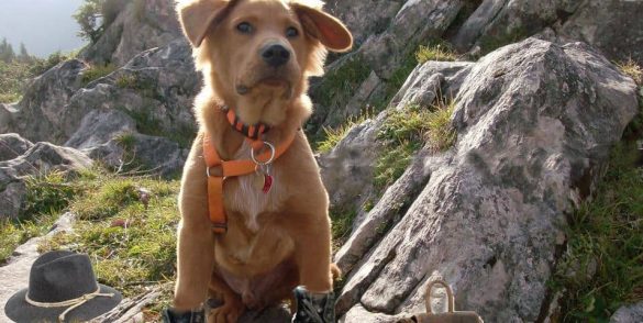 Urlaub mit Hund bei Alps Residence