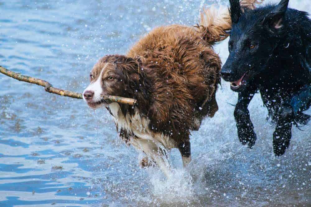 baden mit hund badesee straende oesterreich deutschland australian shepherd flat coated retriever