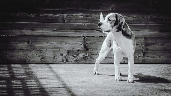 beagle stehend schwarz weiss