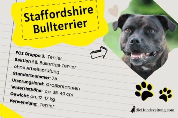 Steckbrief Staffordshire Bullterrier
