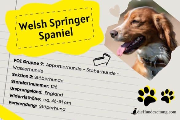 Steckbrief Welsh Springer Spaniel