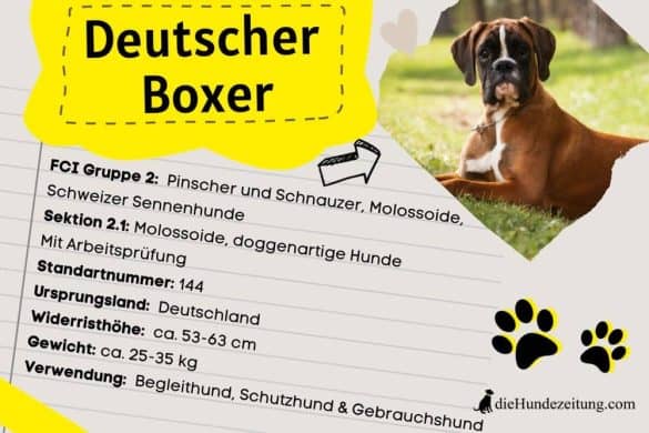 Deutscher Boxer Steckbrief