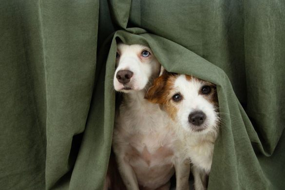 Zwei Jack Russell Terrier verstecken sich unter einer Decke.