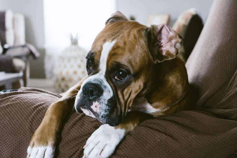 boxerhund deutscher boxer hunderasse beschreibung aussehen kopf