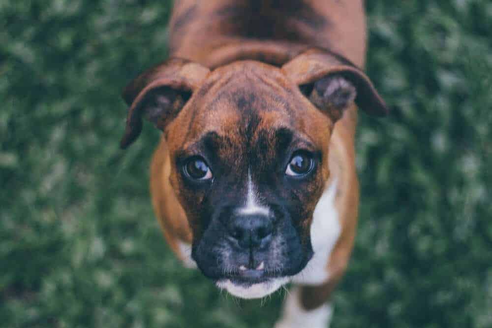 boxerhund deutscher boxer hunderasse beschreibung aussehen welpe