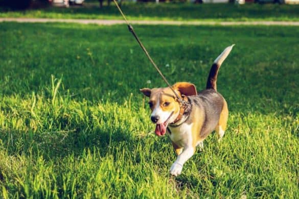 leinenaggression training tipps beagle leine