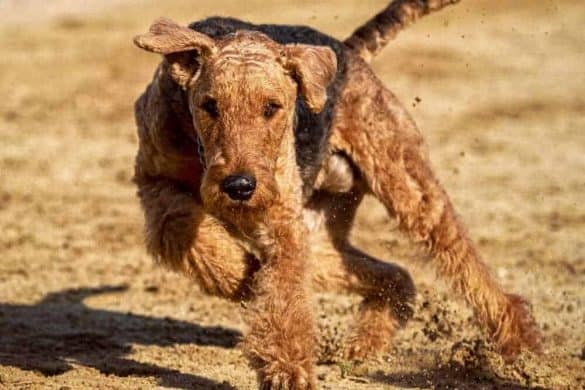 anti jagd training hund tipps erziehung jagdhund airdale terrier