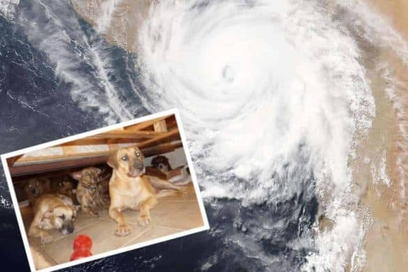 bahamas frau rettet 97 hunde vor hurricane