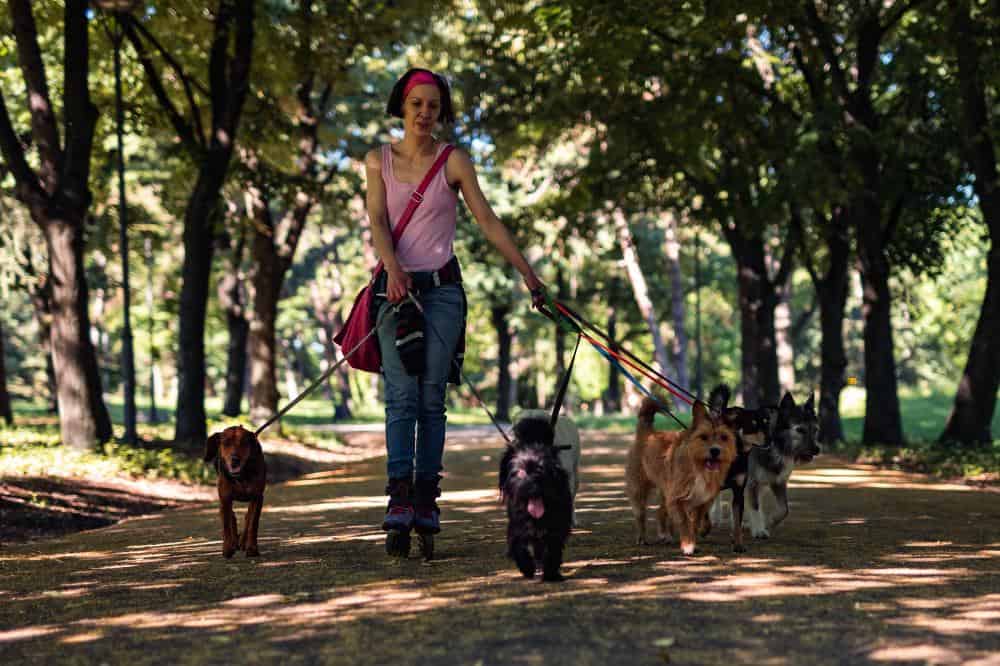 Eine Frau auf Inlineskates mit mehreren Hunden an der Leine.