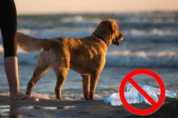 huendin meer plastik muell dog diving golden retriever sea beach