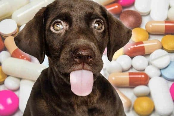 hund statt medikamente social prescribing grossbritannien gesundheitsvorsorge wohlbefinden