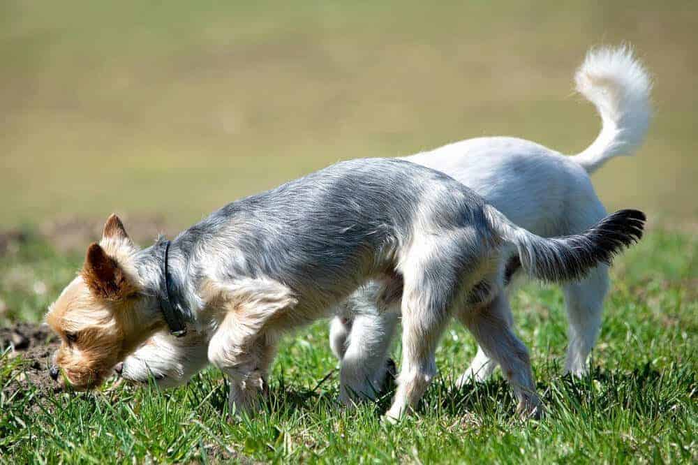 Ein Yorkie schnüffelt zusammen mit einem anderen Hund auf einer Wiese.