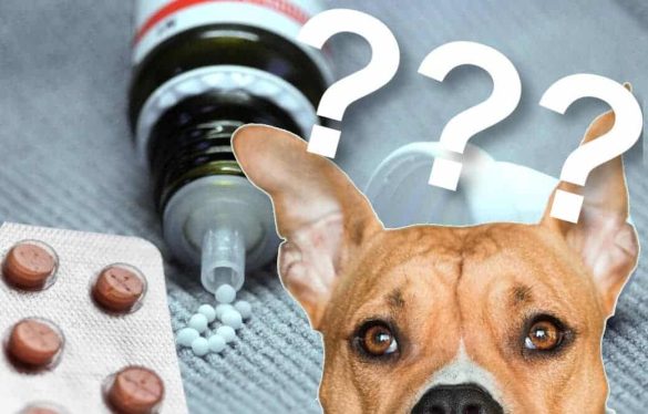Homöopathie für Hunde Schulmedizin Hund Behandlung alternative pflanzlich Globuli
