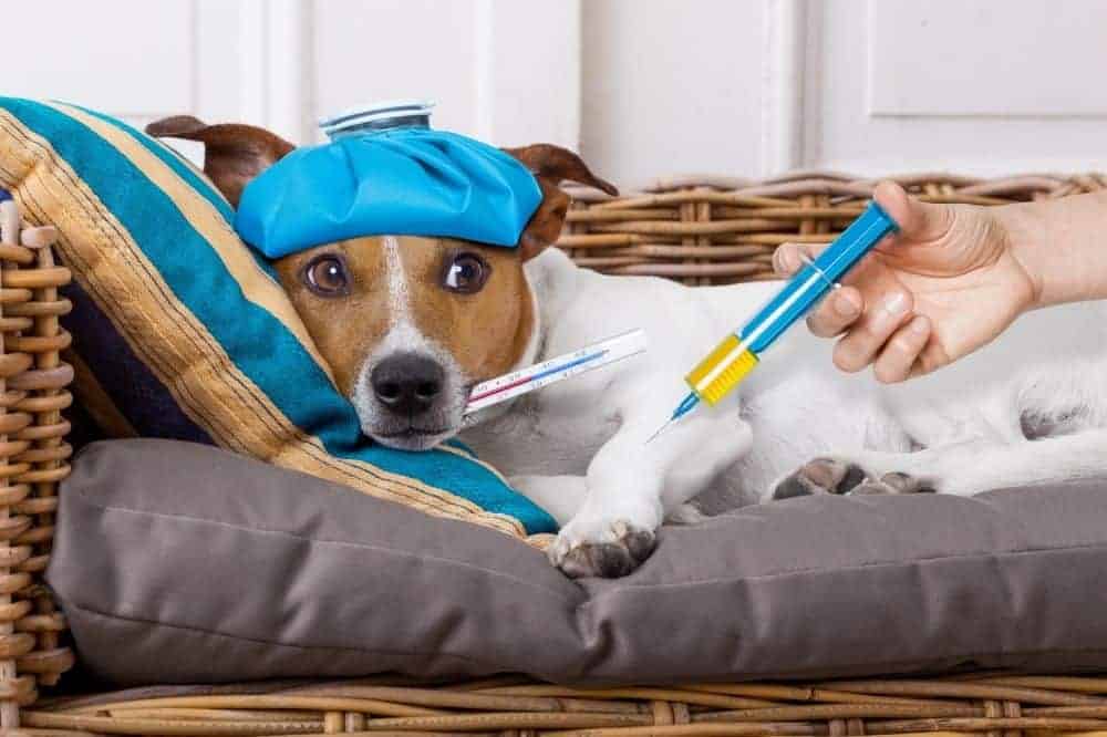 Immunsystem stärken hund milben - Der Testsieger 