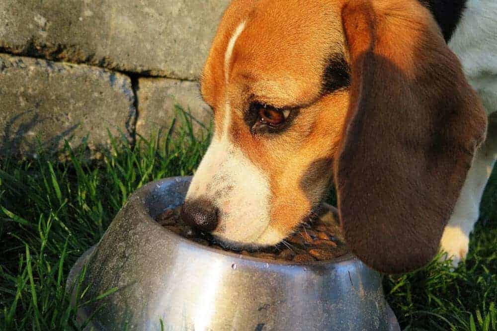 ein dreifarbiger beagle frisst begeistert aus einem vollen napf und hat guten appetit