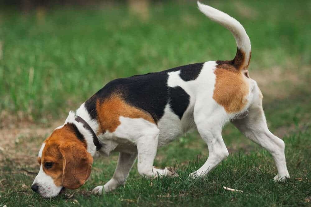 dreifarbiger beagle schnüffelt als jagdhund im hohen gras