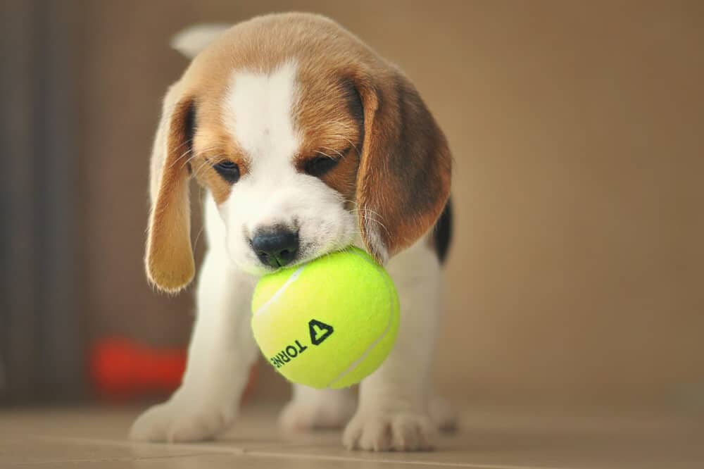 kleiner beagle welpe trägt tennisball im maul und will spielen