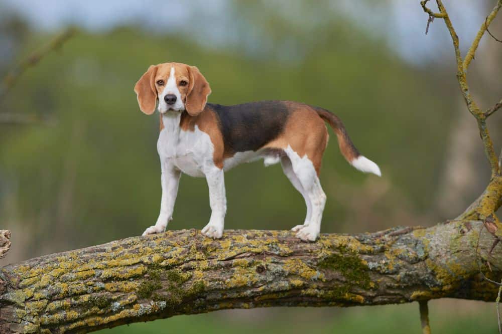 butik fortvivlelse tryllekunstner Beagle (Hunderasse) - fröhlich und lebhaft