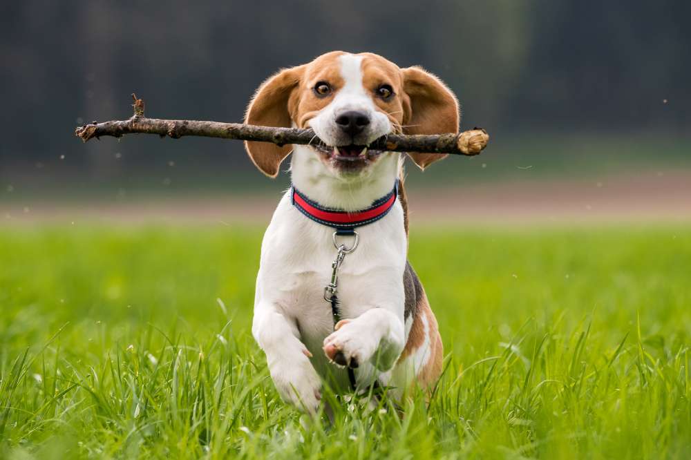Ein Beagle läuft mit Stöckchen im Maul über eine Nasse Wiese.