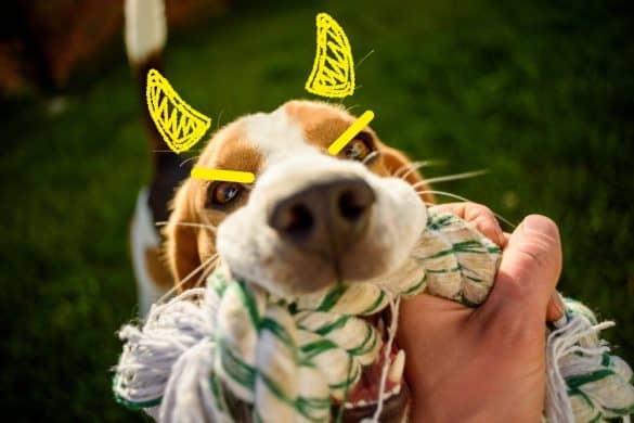 Ein Hund mit aufgemalten Augenbrauen und Teufelshörnern zieht an einem Strick.