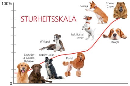 die stursten hunderassen der welt chow chow basenji jack russel terrier beagle whippet pudel boder collie labrador golden retriever